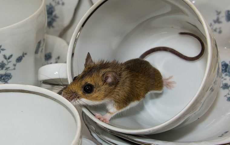 mouse in a tea cup